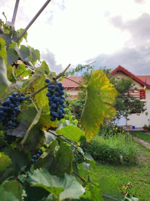 Casa Piatra Craivii, Aproape De Alba Iulia Villa Екстериор снимка