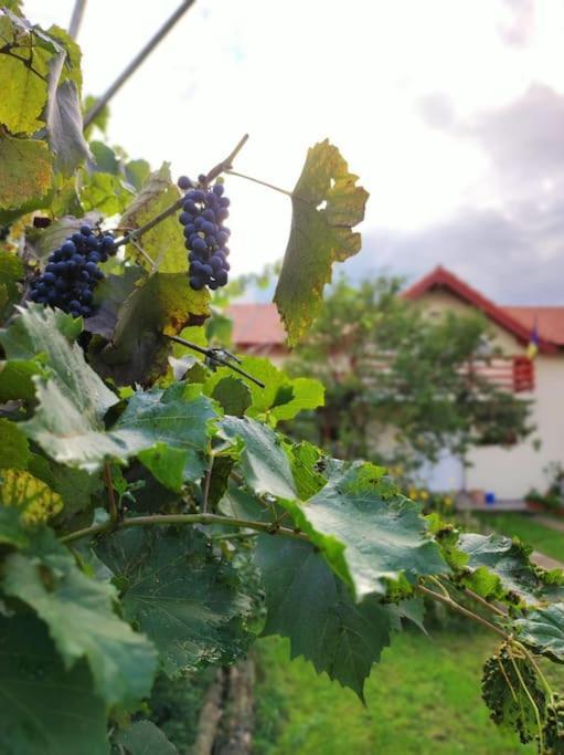 Casa Piatra Craivii, Aproape De Alba Iulia Villa Екстериор снимка